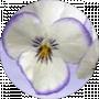 LOOK