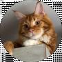 Ari Kitty