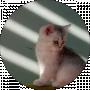 _bad__girl_ tik toker