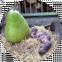 Gromkiy Lyk