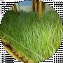 Aran Belan