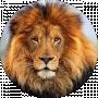 Wild Lion