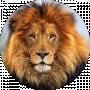 Wild Lion