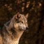 Wolf Vovik