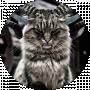Евгений Кот