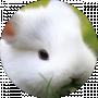 Анна Зерний