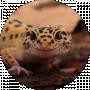 tofita