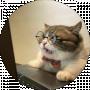 Mister Cat