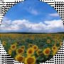 Globus Shar