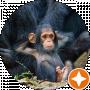 al kreb