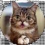 Funny Cat