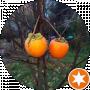 Виктор Ткач