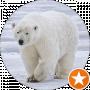 White Bear
