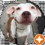 Pitbullseye
