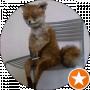 AngryFox