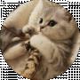Sweety pie