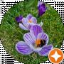G Sapa