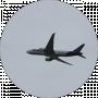 Вася Порох
