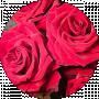 Александр Аникиев