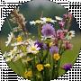 Ми