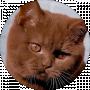 Віка Зінченко