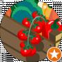 arman tomato