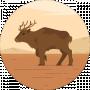 Назар Роман