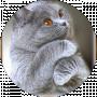 Костянтин Костянтин