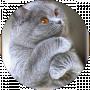Костянтин Костянтин