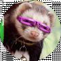 lucky ferret