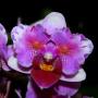 Orchids CvetkoFF