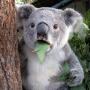 Igor Omelchenko