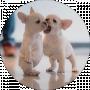 Крош Зайчёнок
