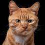 M DMITRY