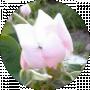 Тамара Синякова