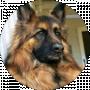 Gulfizur@ukr.net Sokolova