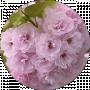 Sakura Honey