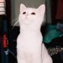 bw cat