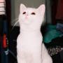 bw cat