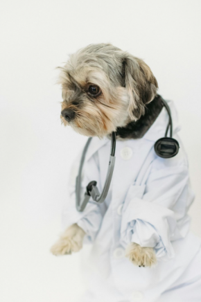 Какие услуги предоставляют современные ветклиники Полтавы?