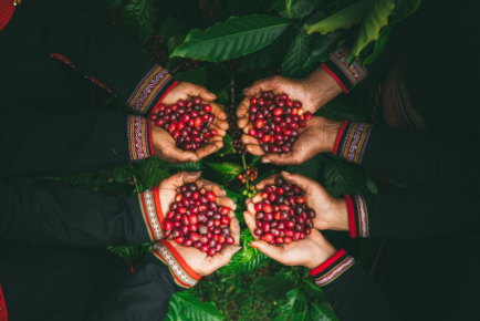 Кофейни Полтавы: specialty-кофе и обычный — в чем разница?