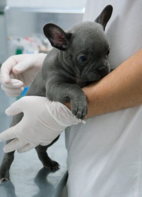 ТОП-6 ветеринарных клиник Житомира: выбираем лучшее заведение