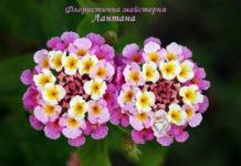 Логотип Лантана, флористическая мастерская г. Ивано-Франковск