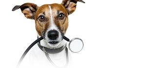 Логотип SannaVet, ветеринарна клініка м. Харків