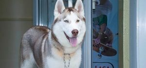 Логотип Доктор Вет, ветеринарный центр г. Харьков