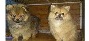 Логотип Мадагаскар, ветеринарна клініка м. Харків