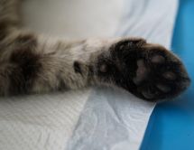 Логотип Ветеринарний кабінет ФВМ СНАУ м. Суми