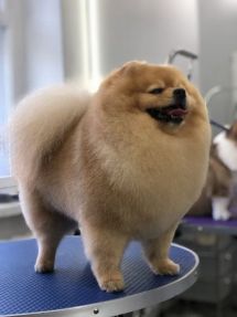 Логотип ALEX, зоомагазин-салон для тварин м. Одеса