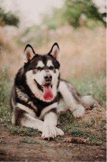 Логотип Дальник, ветеринарна клініка м. Одеса