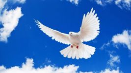 Логотип Храм Свт. Луки Крымского г. Винница